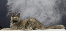 Maine Coon aux yeux or