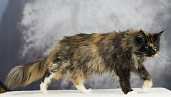 Maine Coon agé