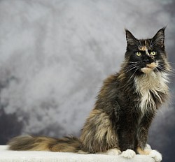 Maine Coon + de 10 ans