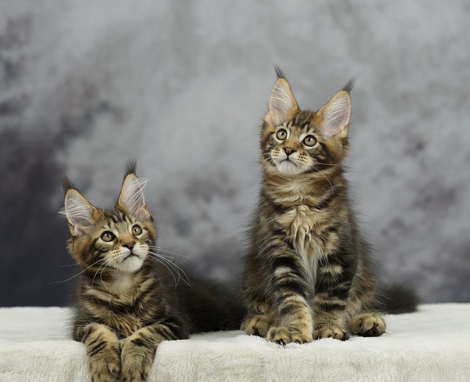 Les jumeaux Maine Coon