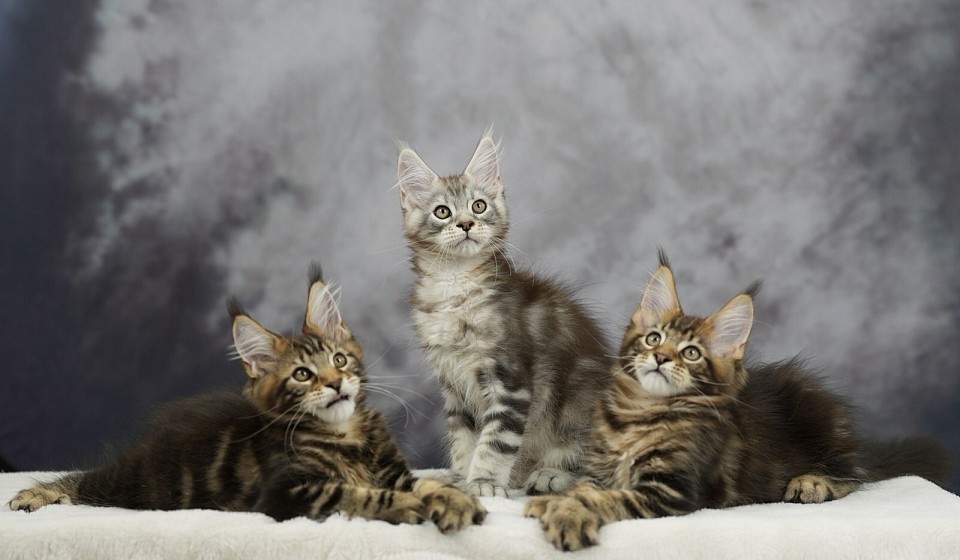 Chatons Maine Coon XXL