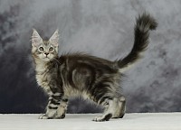 Chaton Black Silver Maine Coon