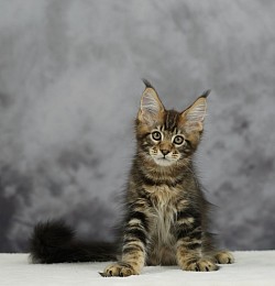 Maine Coon Brown blotched