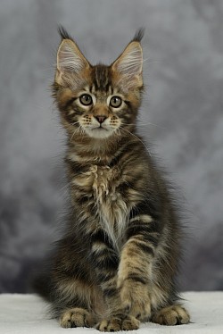 Maine Coon Brown Blotched Tabby