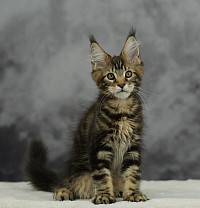 Bb Maine Coon