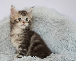 Maine Coon reproducteur