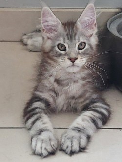 Maine Coon silver blotched