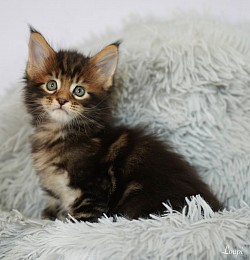 Maine Coon portée