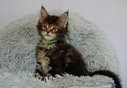 Maine Coon brown