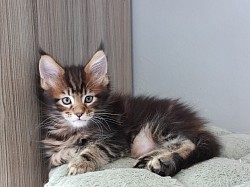 Maine Coon brun