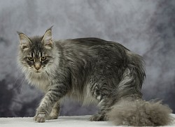 Portrait Maine Coon