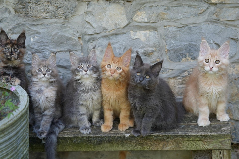 Chatons Maine Coon