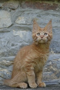 Maine Coon Red self