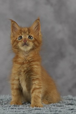 Chaton Maine Coon roux