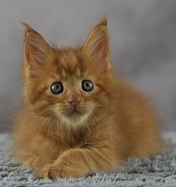 Gros Maine Coon roux