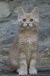 Maine Coon crème