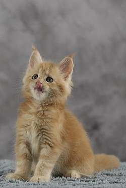 Maine Coon claire