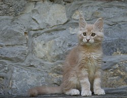 Maine Coon très claire silver