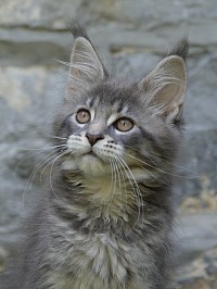 magnifique Maine Coon