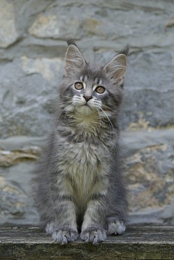 Maine Coon Ciney Namur Belgique