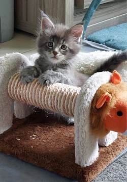 Maine Coon Belgique