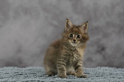 XXL Maine Coon