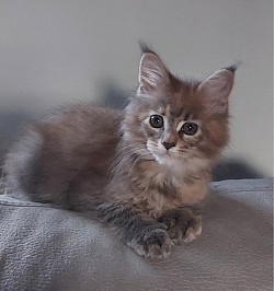 Gros Maine Coon