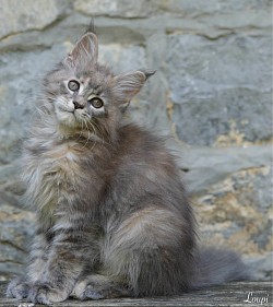 Maine Coon dilué