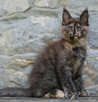 Maine Coon tortie