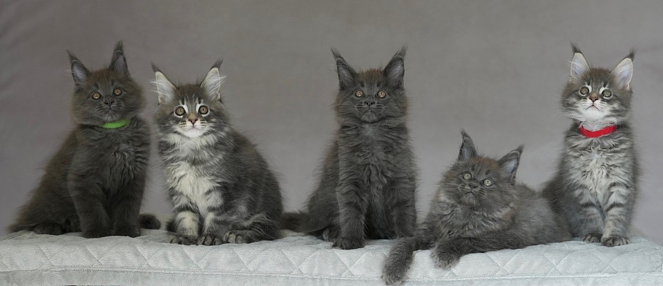 portée chaton maine coon