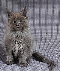 Maine Coon bleu