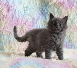 Chaton maine coon bleu