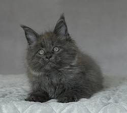 Superbe maine coon