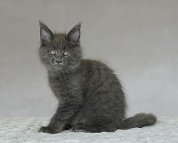 Elevage maine coon Namur