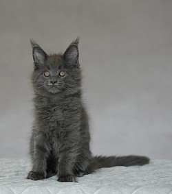 Maine coon Namur