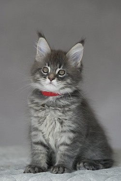 Petit chaton Maine Coon