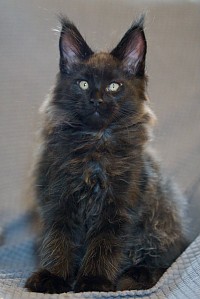 Maine Coon noir