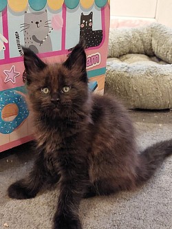 Maine Coon Black