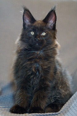 Chaton Maine Coon noir