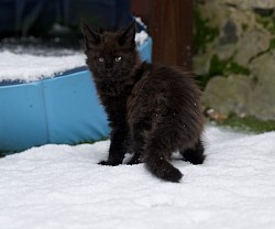 Maine coon tous noir