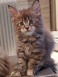 Maine Coon brown blotched tortie tabby