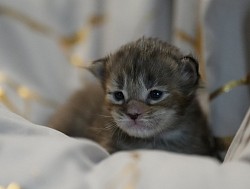 Chaton Maine Coon brown