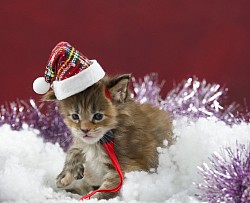 Chaton Maine Coon à Noël