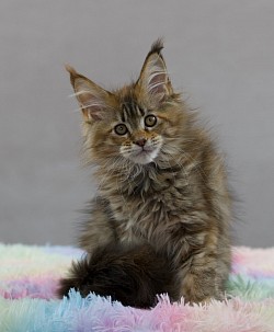 Maine Coon tortie