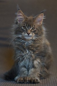 Maine Coon bleu tabby