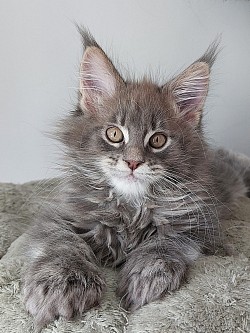 Maine coon polydactyle