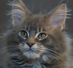 portrait maine coon