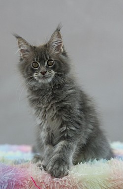 Maine coon bleu blotched tabby