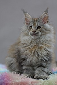 Maine coon hight silver