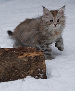 Maine Coon dans la neige